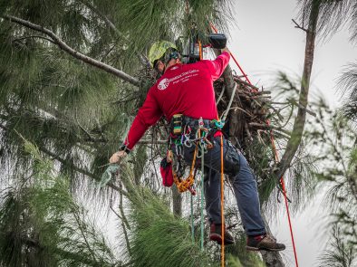 Ian Orlikoff of Signature Tree Care removes netting from eagle's nest on marco island september 2020