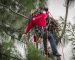 Ian Orlikoff of Signature Tree Care removes netting from eagle's nest on marco island september 2020