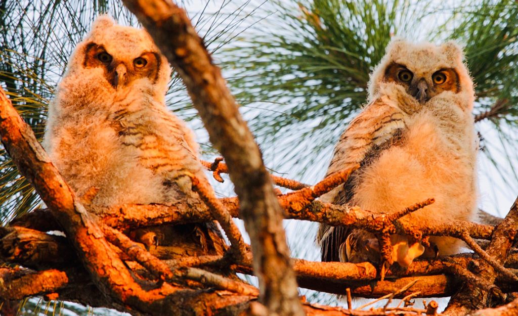 Naples, FL Tree Service Re-nests Baby Great Horned Owl for Conservancy of Southwest Florida | Signature Tree Care