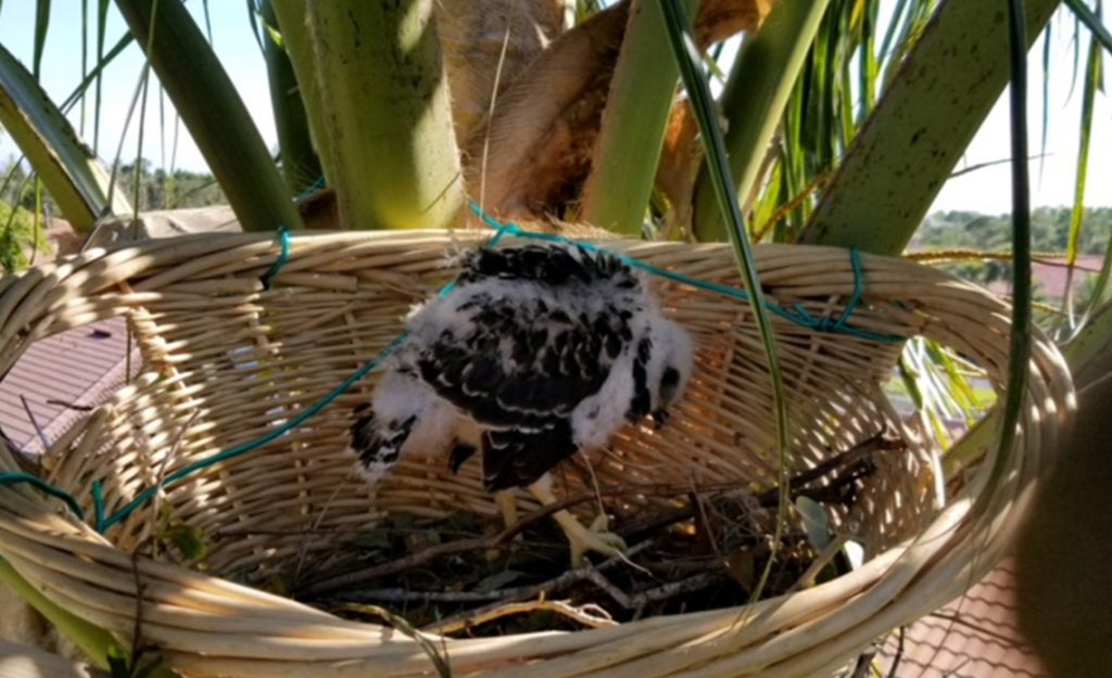 Naples Tree Service Assists Conservancy of SWFL Re-nesting a Baby Red Shouldered Hawk | Signature Tree Care