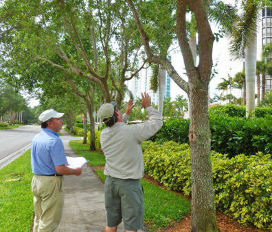 Arborist Consulting | Signature Tree Care in Naples and Ft. Myers, FL