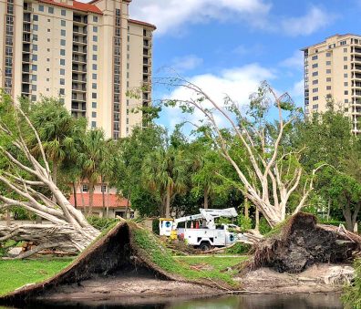 Emergency Tree Work | Signature Tree Care in Naples and Ft. Myers, FL