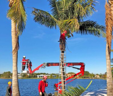 Palm Trimming & Palm Health | Signature Tree Care in Naples and Ft. Myers, FL