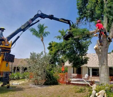 Tree and Palm Removal | Signature Tree Care in Naples and Ft. Myers, FL