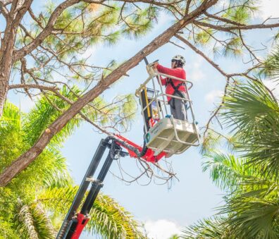 Tree Trimming and Pruning | Signature Tree Care in Naples and Ft. Myers, FL