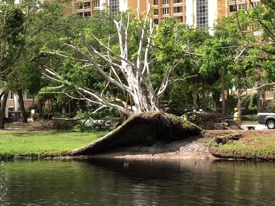 Post Hurricane Irma-fallen Tree Without Tree Trunk Brace | Signature Tree Care in Naples, FL